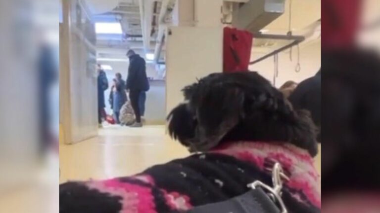 Blind dog