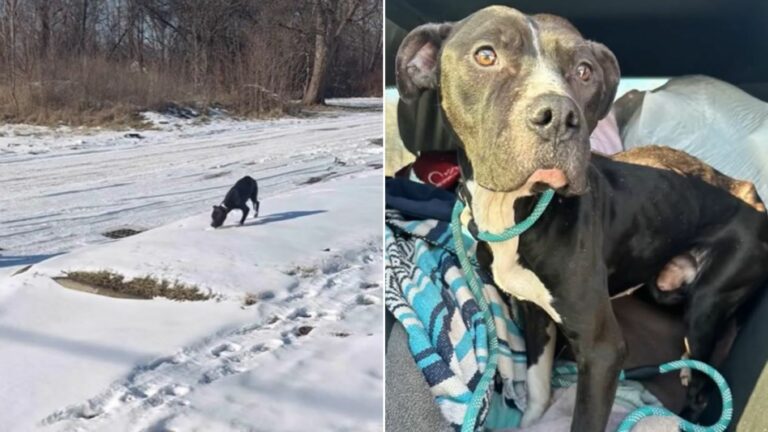 dumped Pit Bull