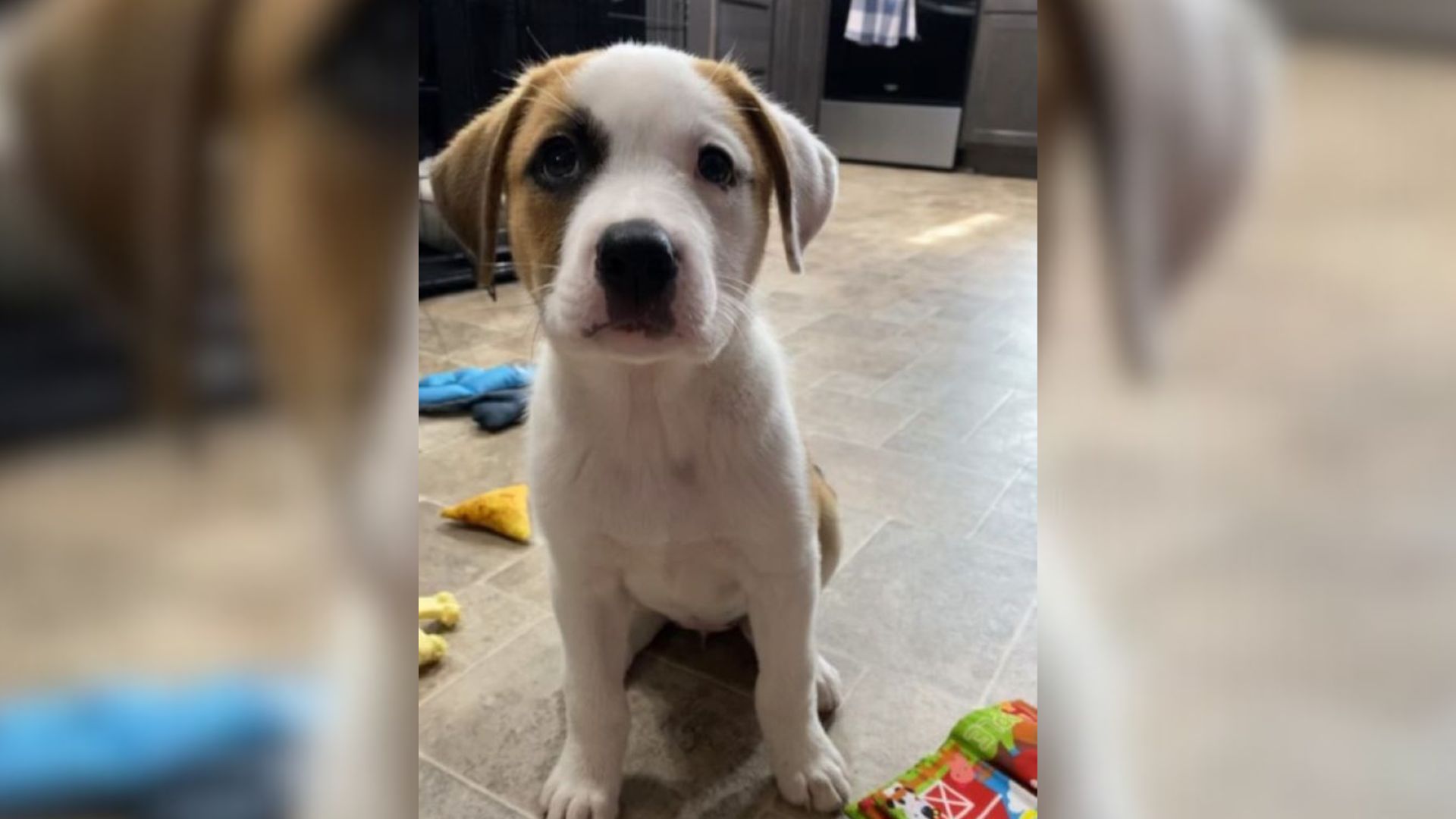 sweet puppy