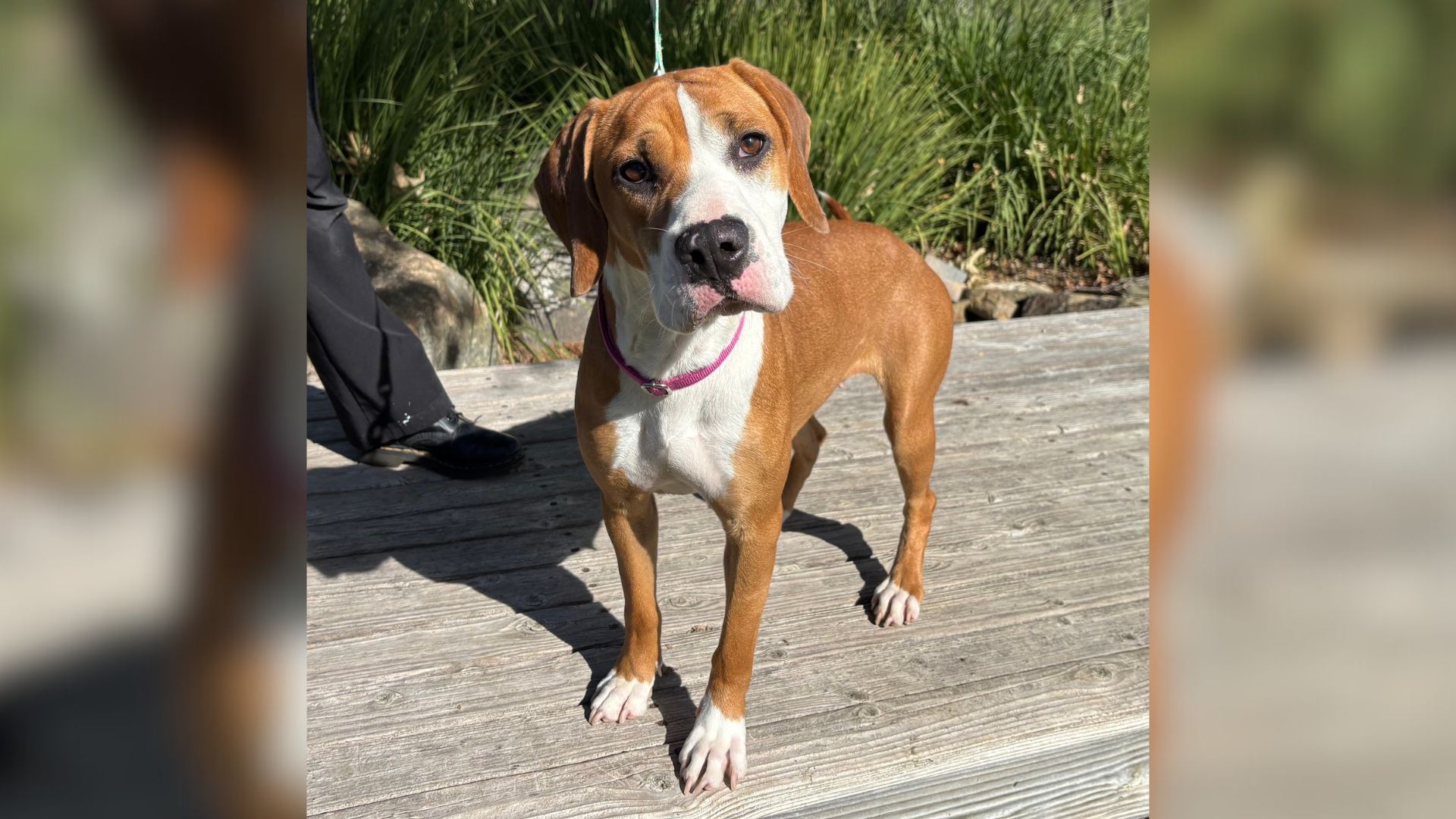California Dog