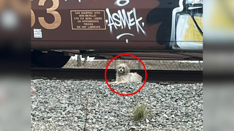 dog on a railroad