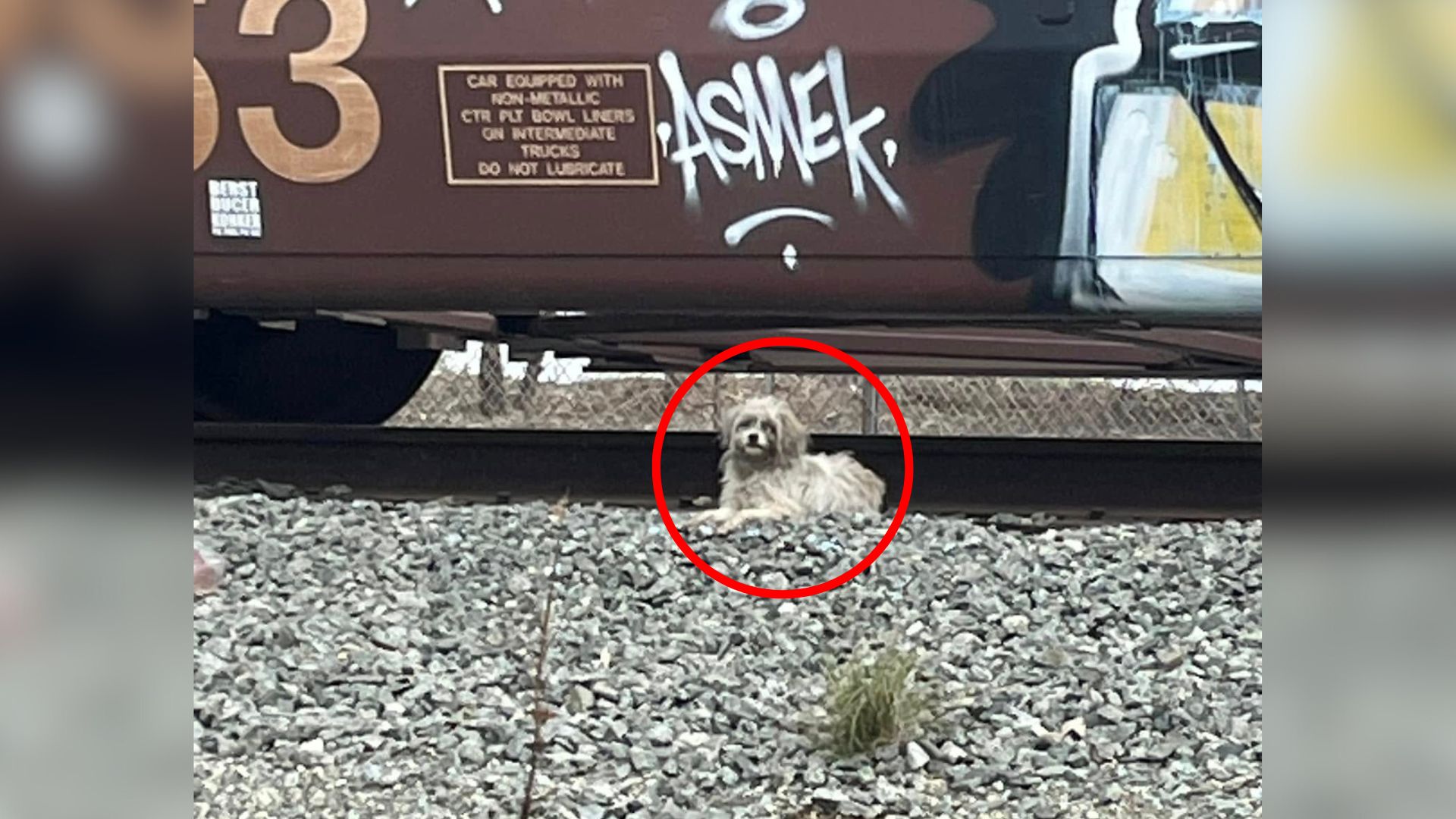 Rescuer Arrives To Help Dogs Living On Railroad Tracks For Days, What She Finds Shocks Her