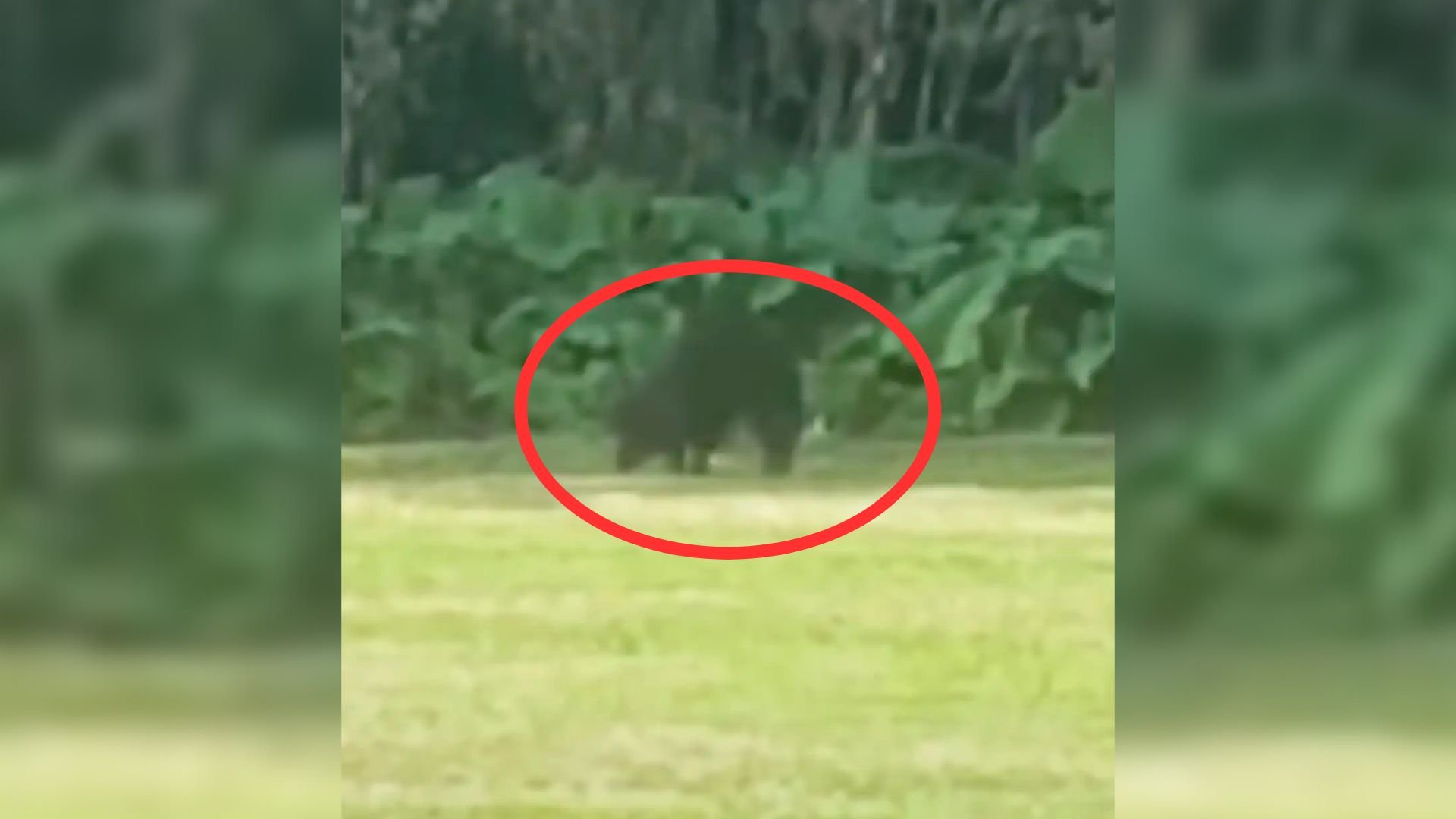 Rescuer From Pennsylvania Spots Dark Object In The Woods, Then Realizes It Is Much More