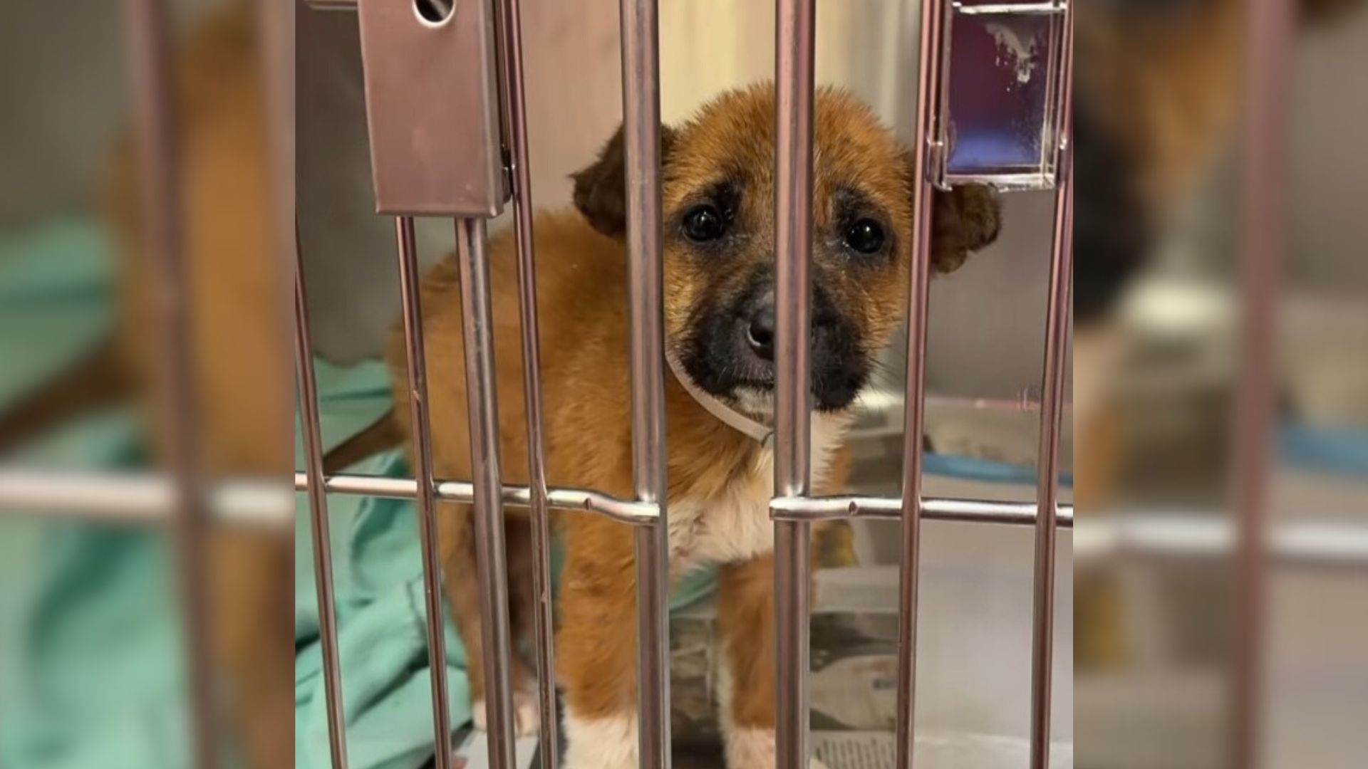 Shelter Staff Were Heartbroken After A Woman Brought A Puppy To Be Euthanized