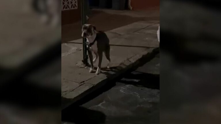 Dog tied to a pole