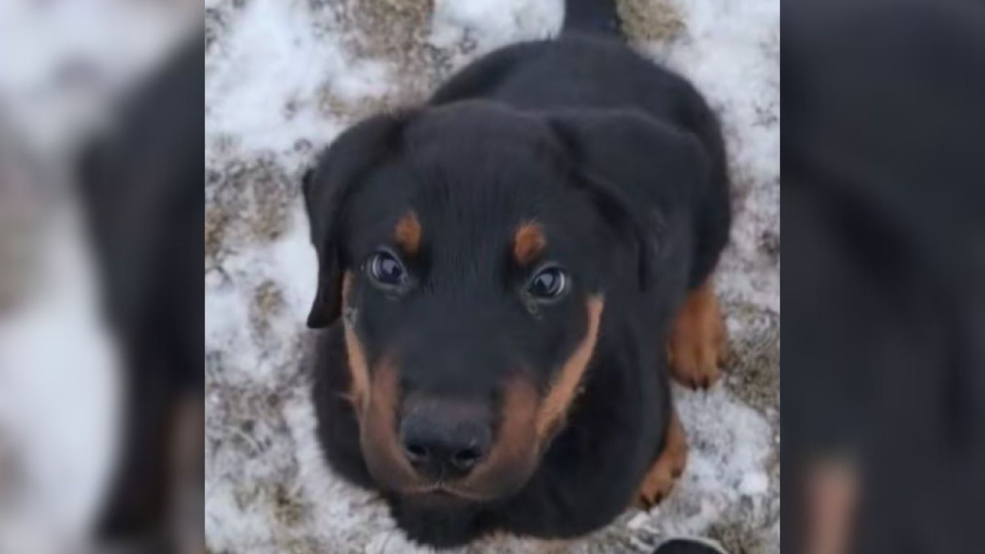 Sweet dog