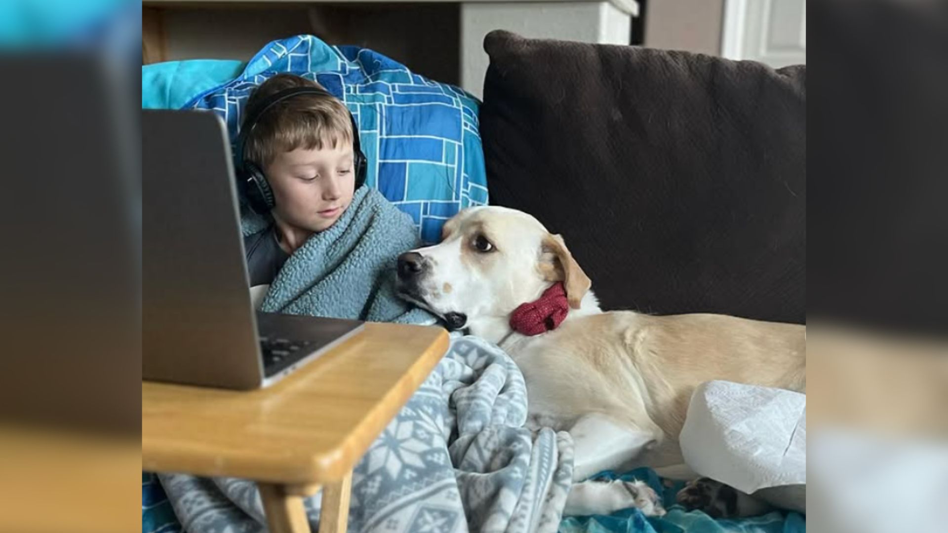 newly adopted dog and his human brother laying together