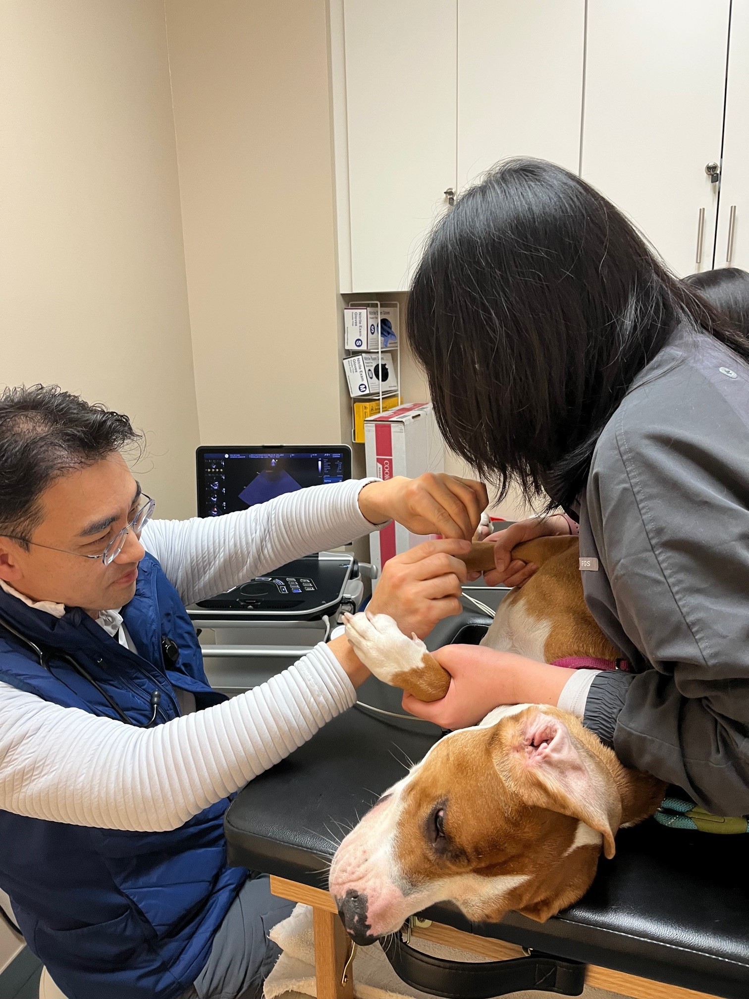 Vet examining a dog