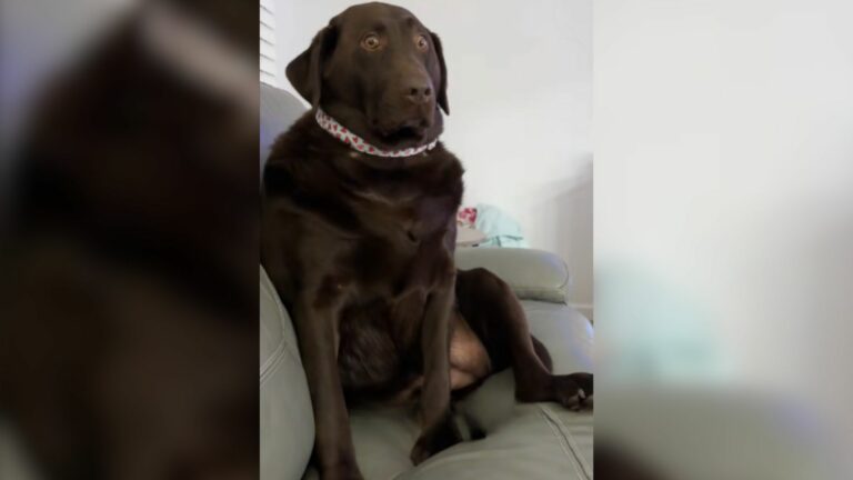 awkward dog