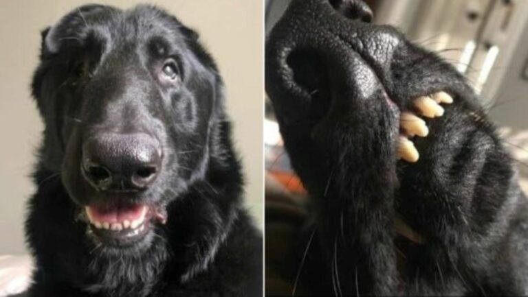 Woman Adopted The Sweetest Dog Only To Realize Something Surprising About Him