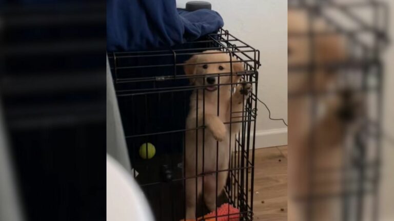 dog in crate