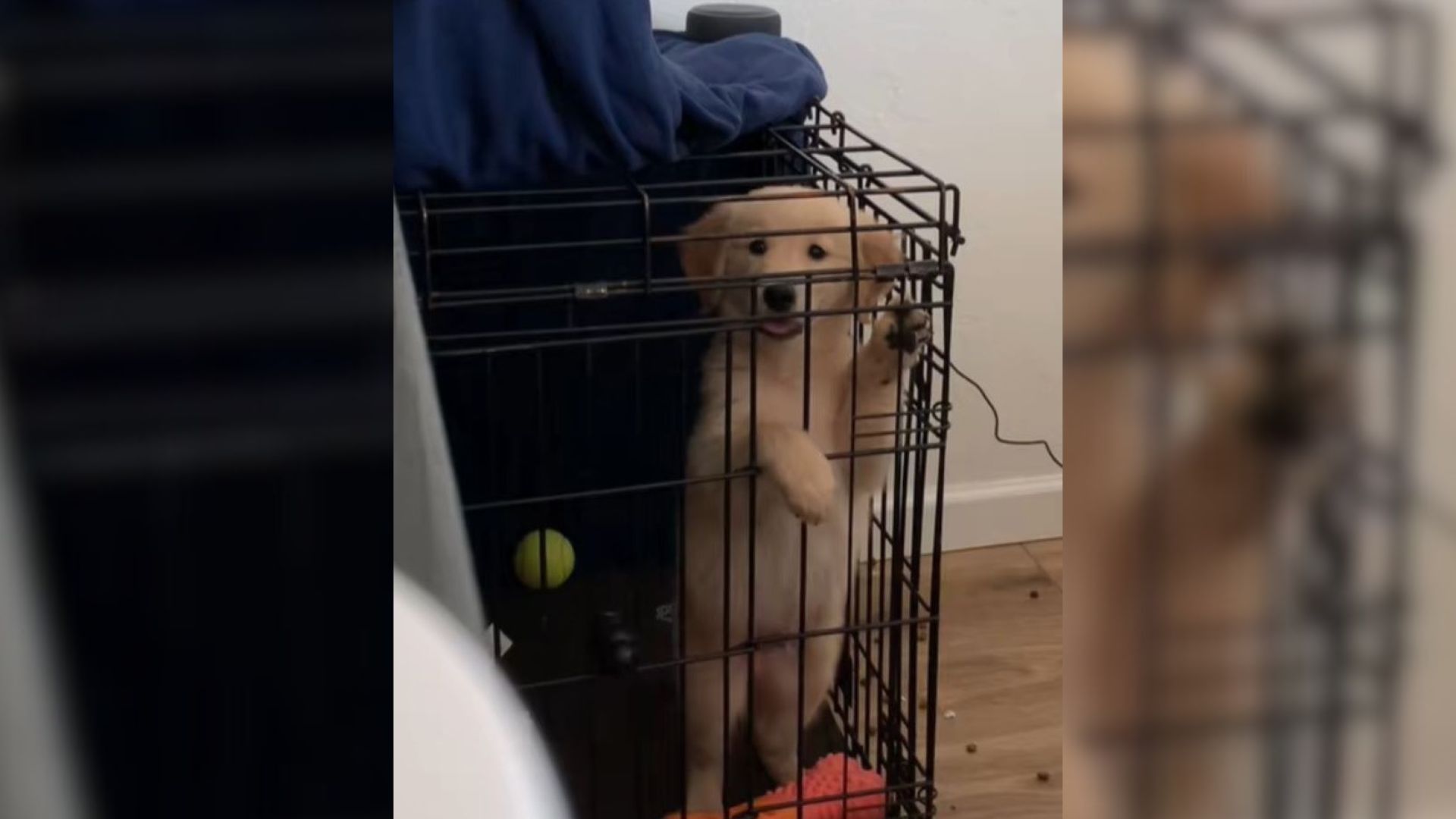 dog in crate