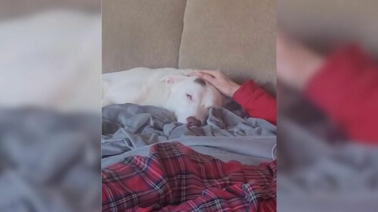 dog in home