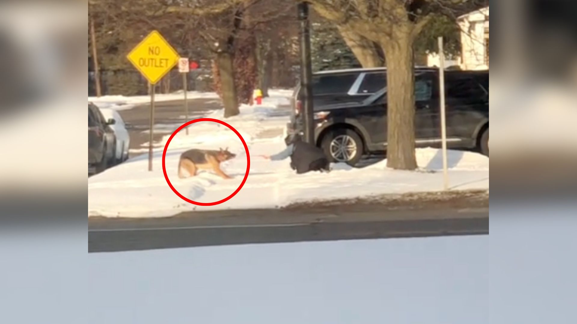 dog on street