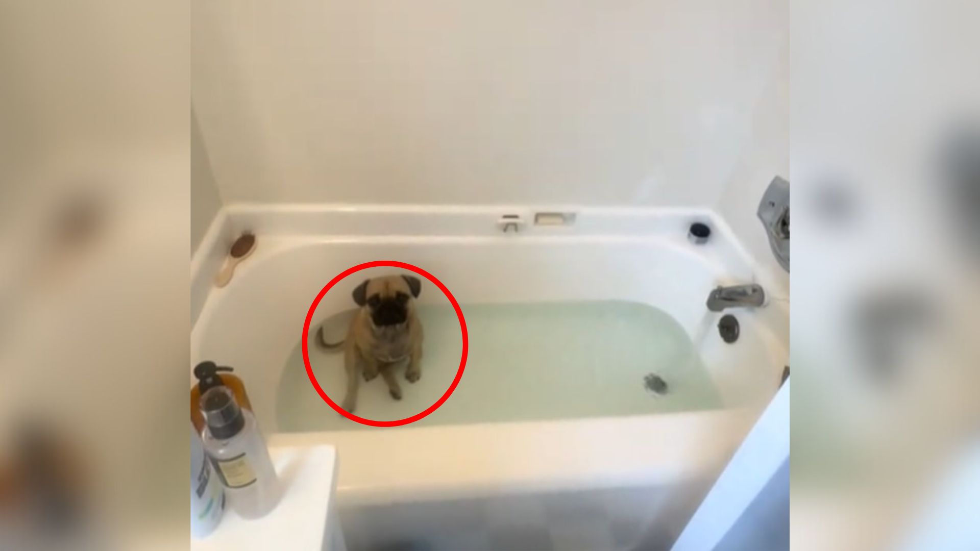 Dog in bath