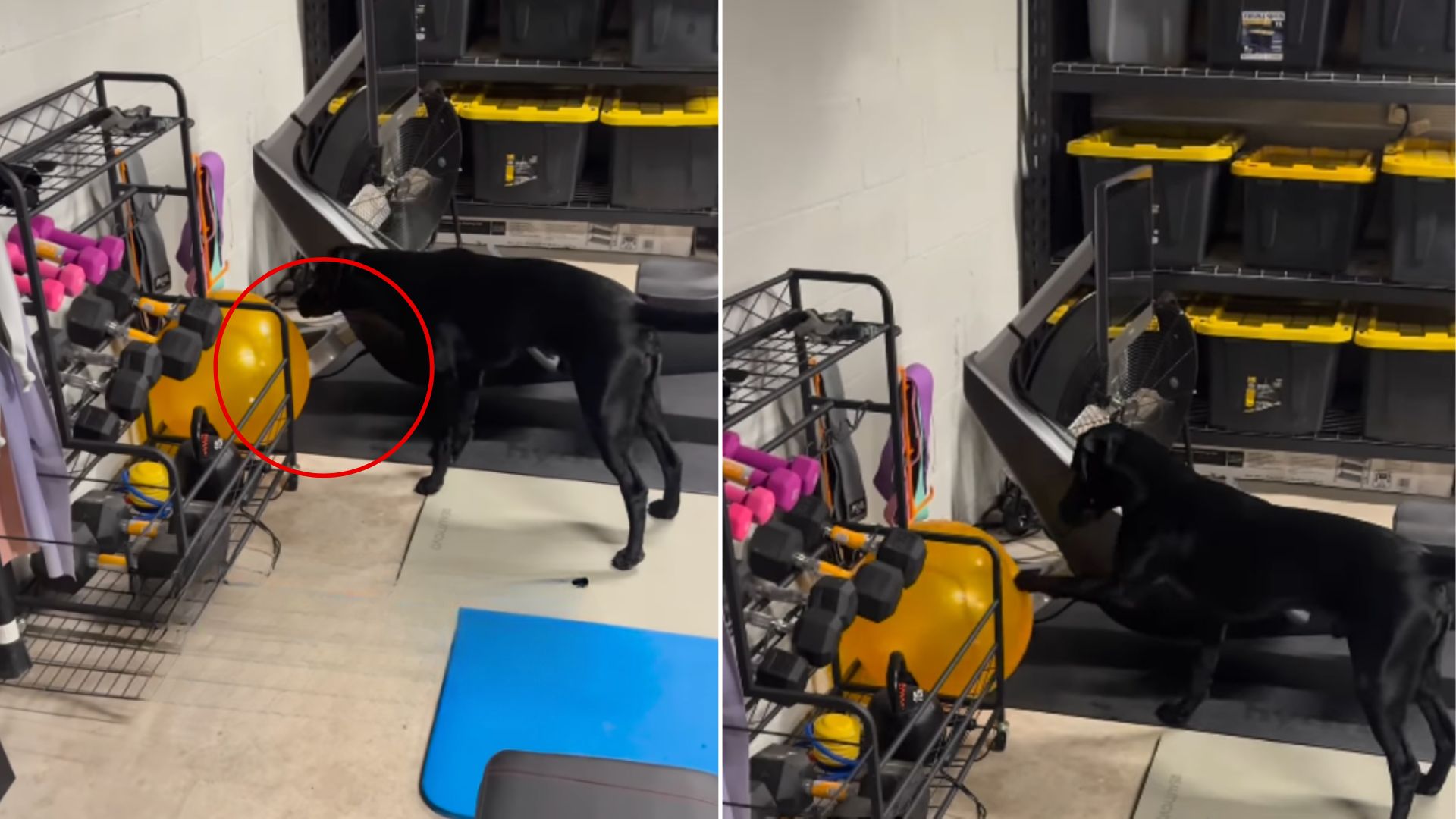 black labrador in the garage