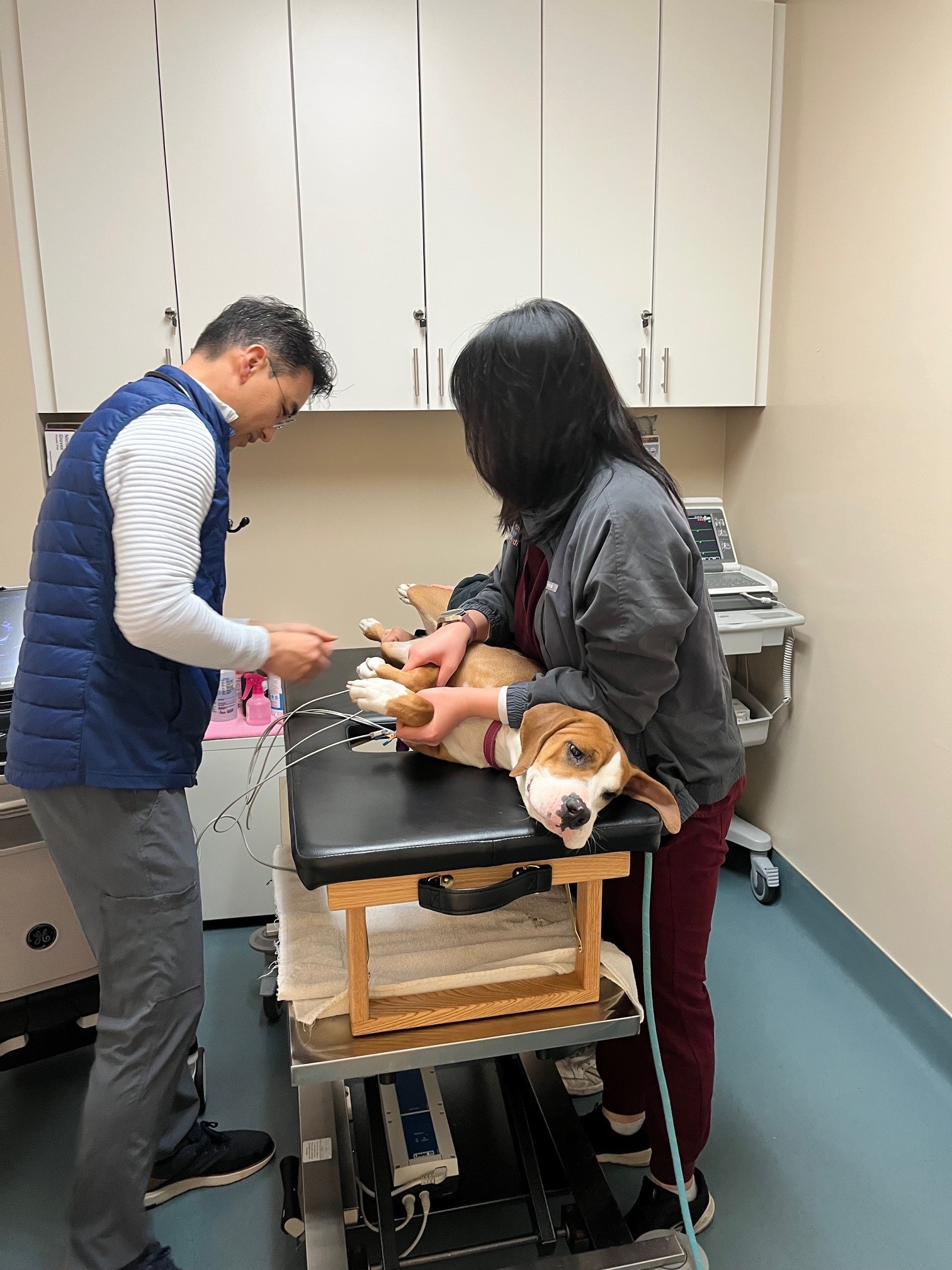 dog at vets
