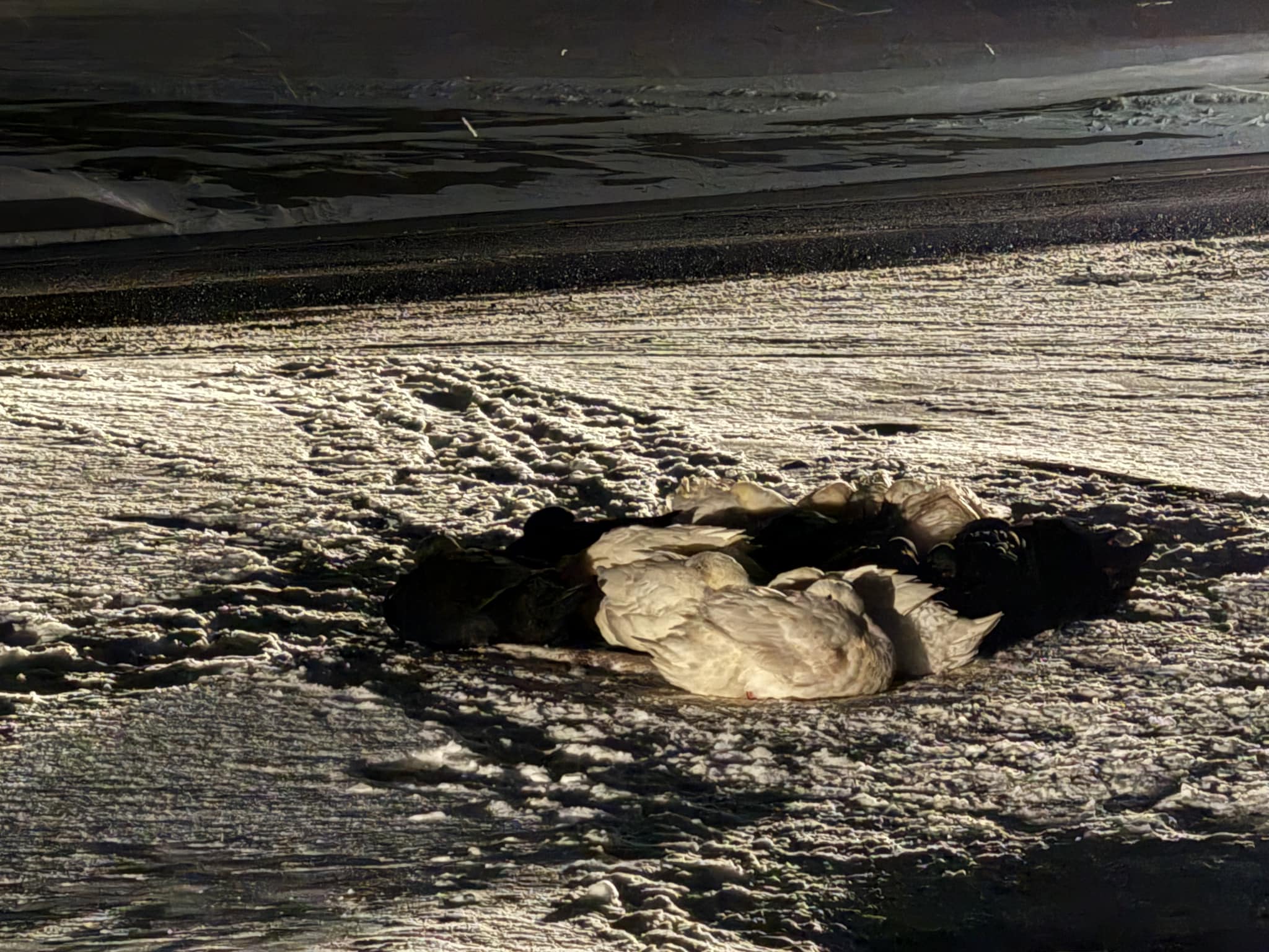 duck laying in snow