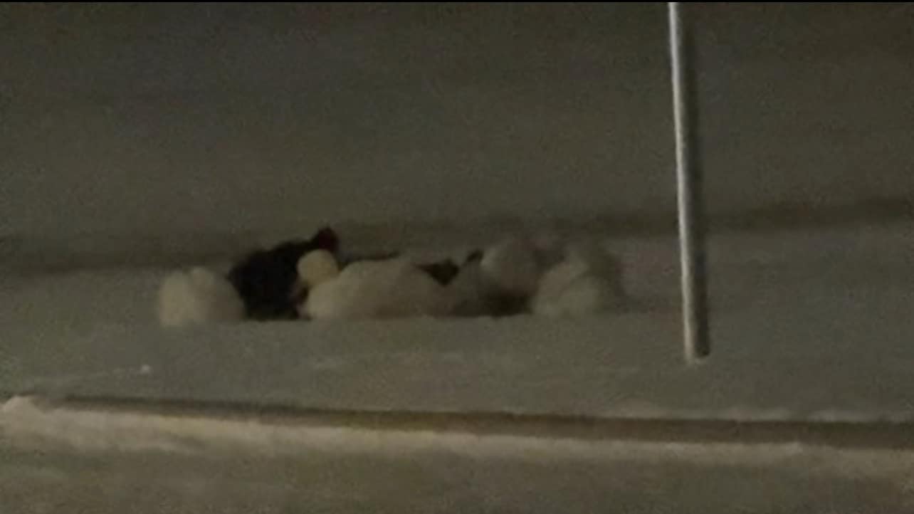 ducks in snow