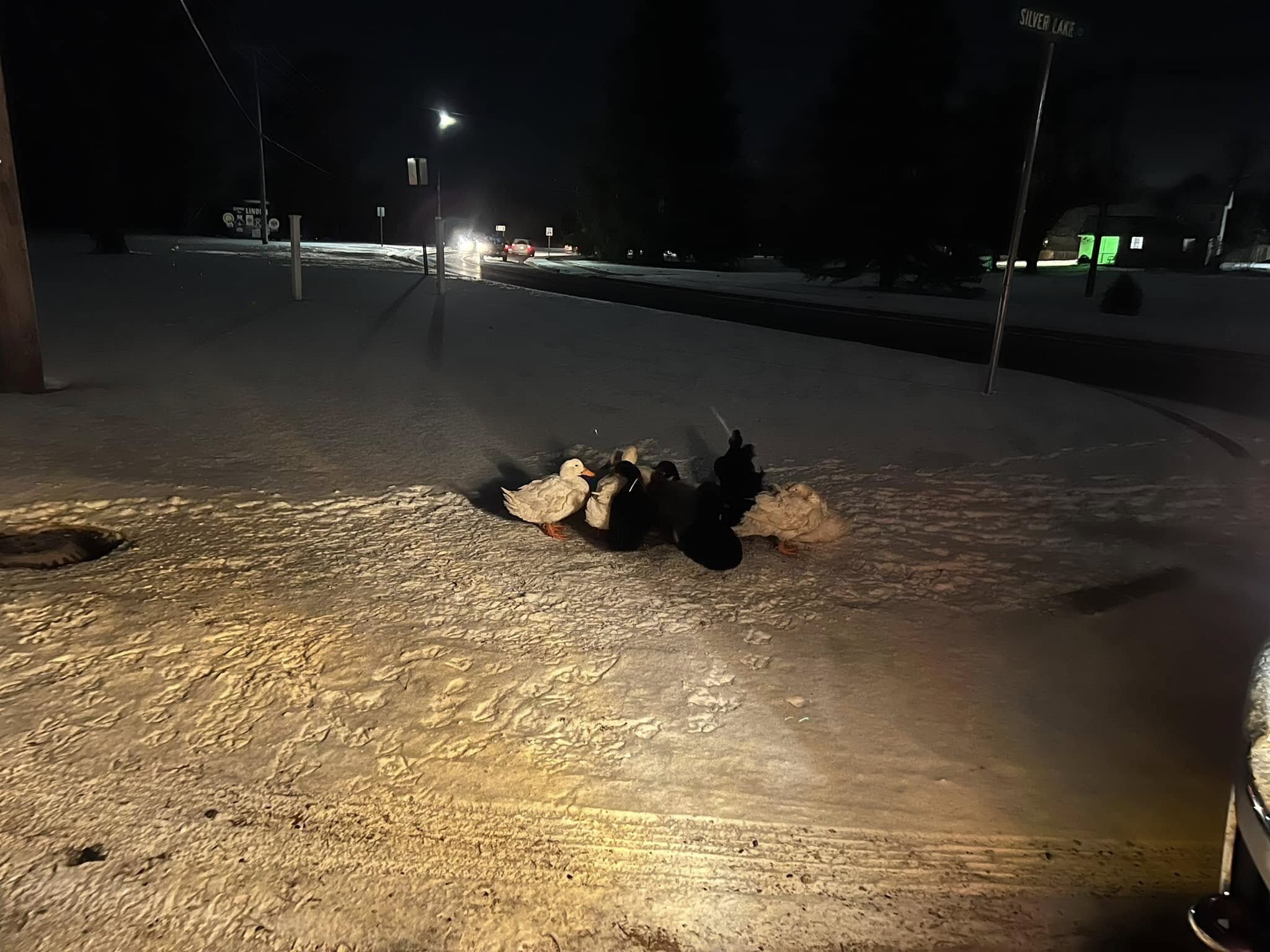 many ducks on snow