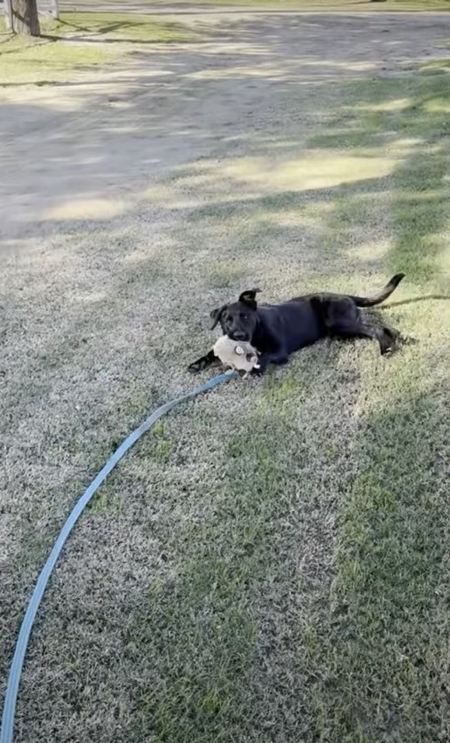 stray black dog
