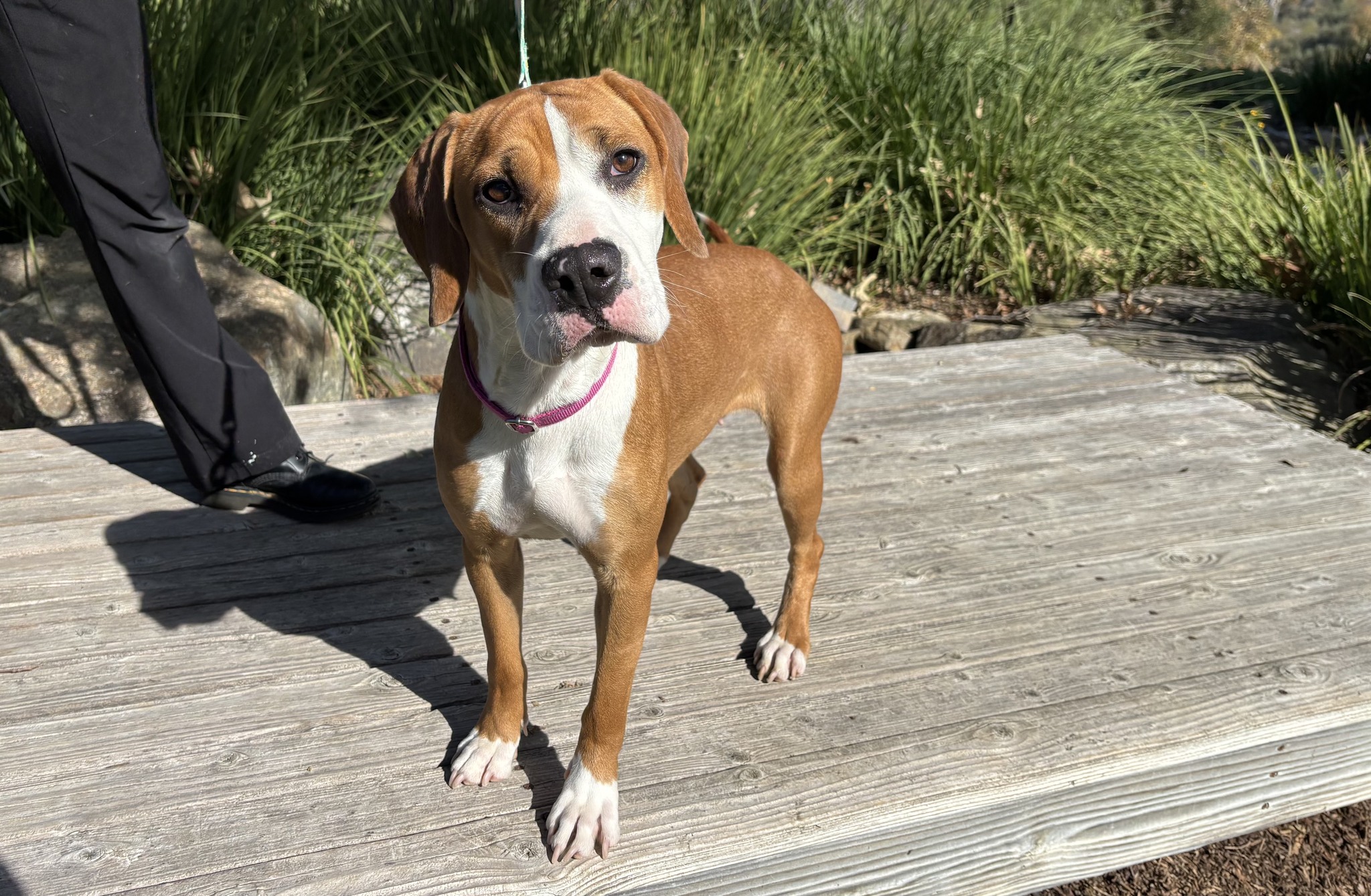 sweet adult dog