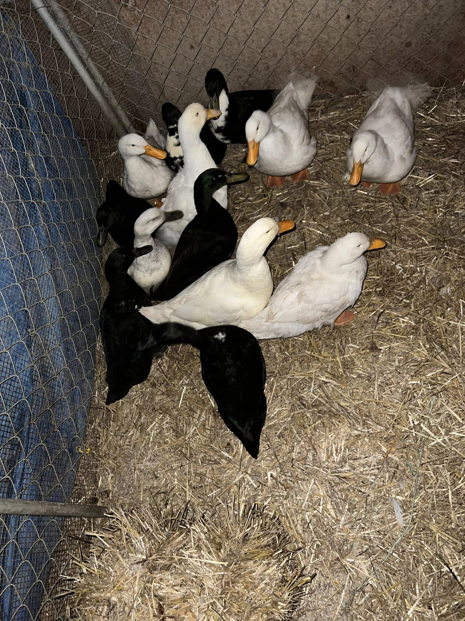 sweet ducks