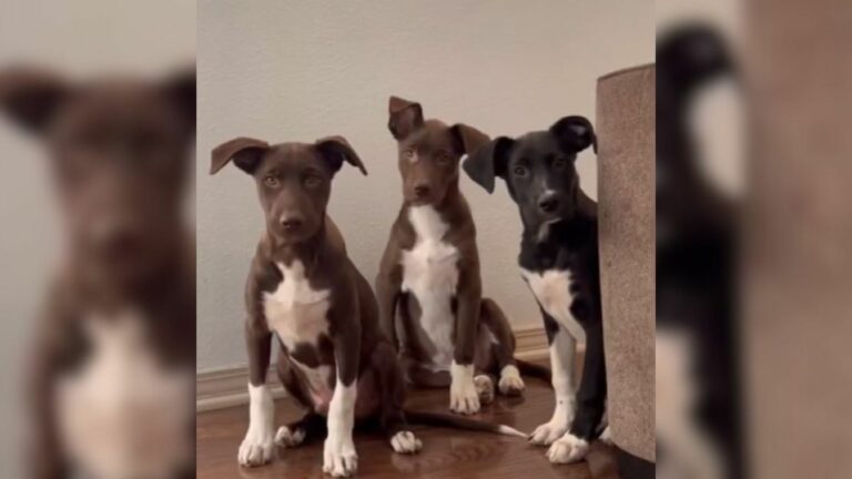three dogs