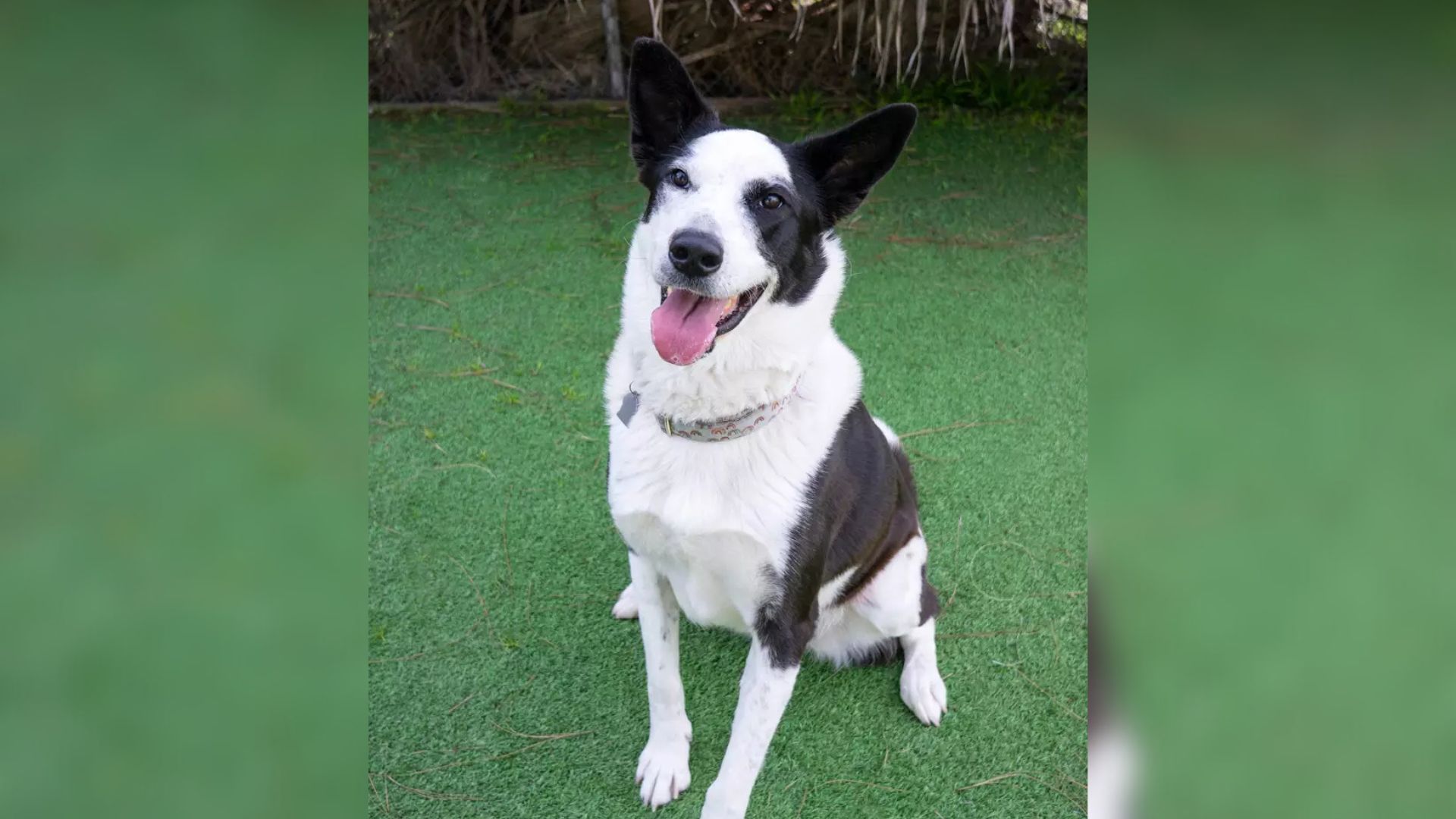 shelter dog
