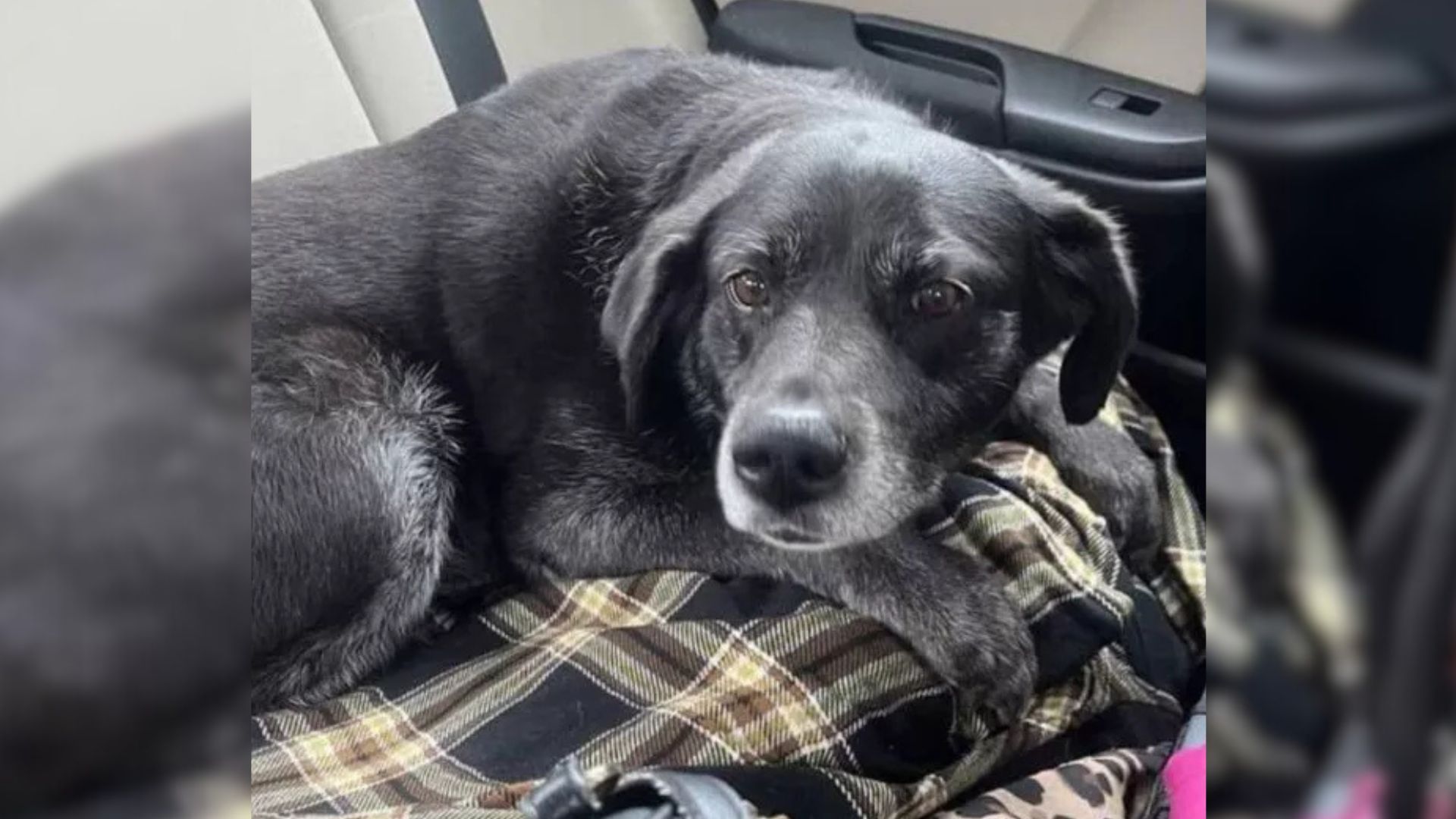 Adorable Senior Pup Returned To New Jersey Shelter 3 Times – And It Wasn’t Even Her Fault 