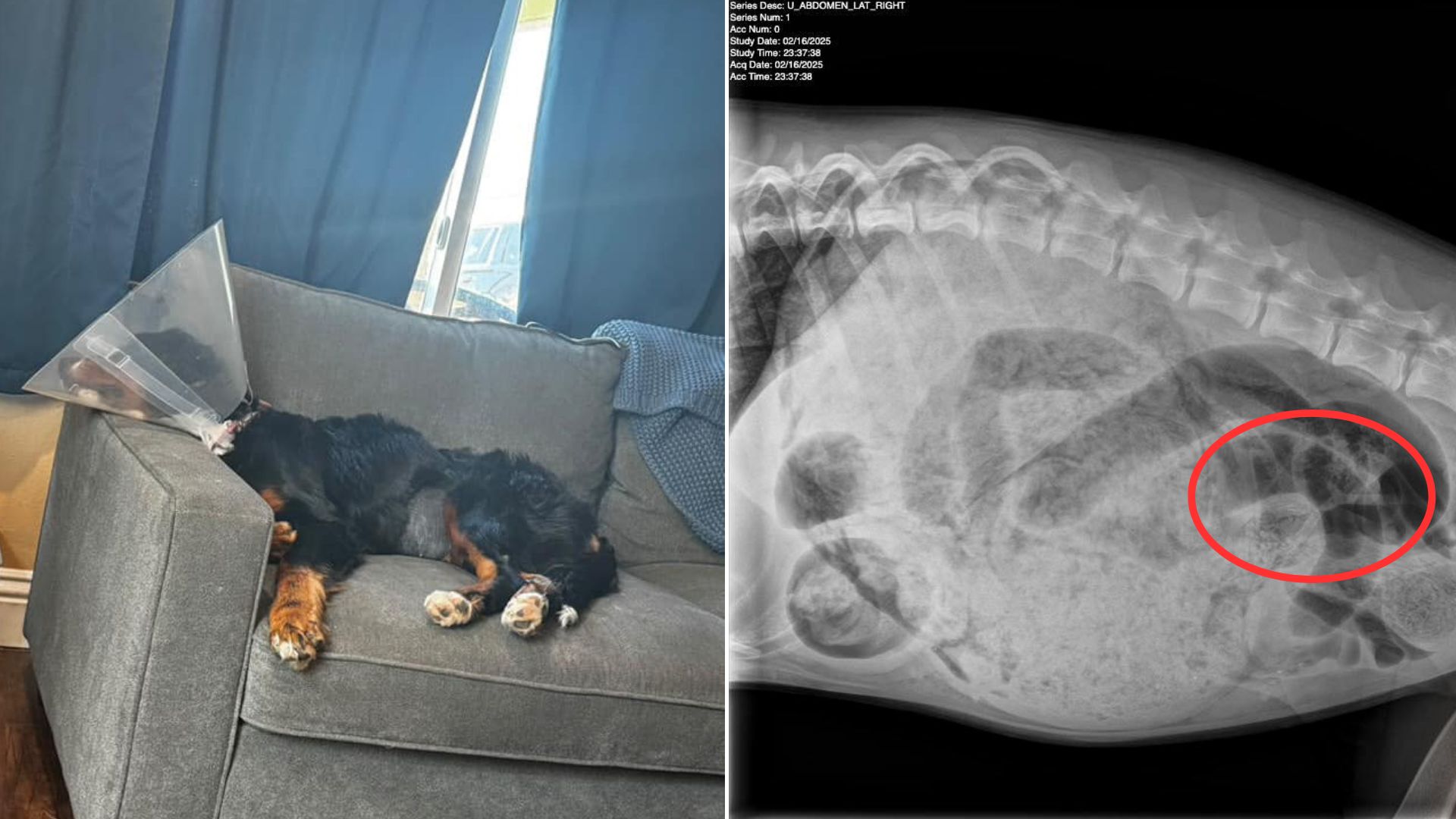California Family Thought Something Was Wrong With Their Pup Only To Be Surprised After A Vet Visit