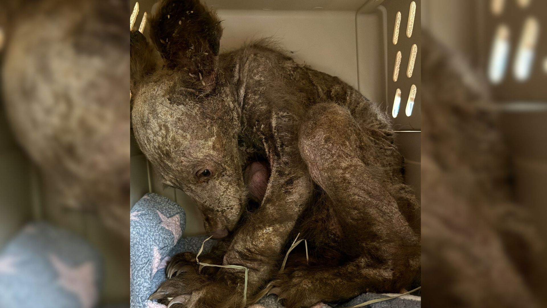 California Rescuers Saved A Sick ‘Dog’ And Then Quickly Realized It Was Something Else