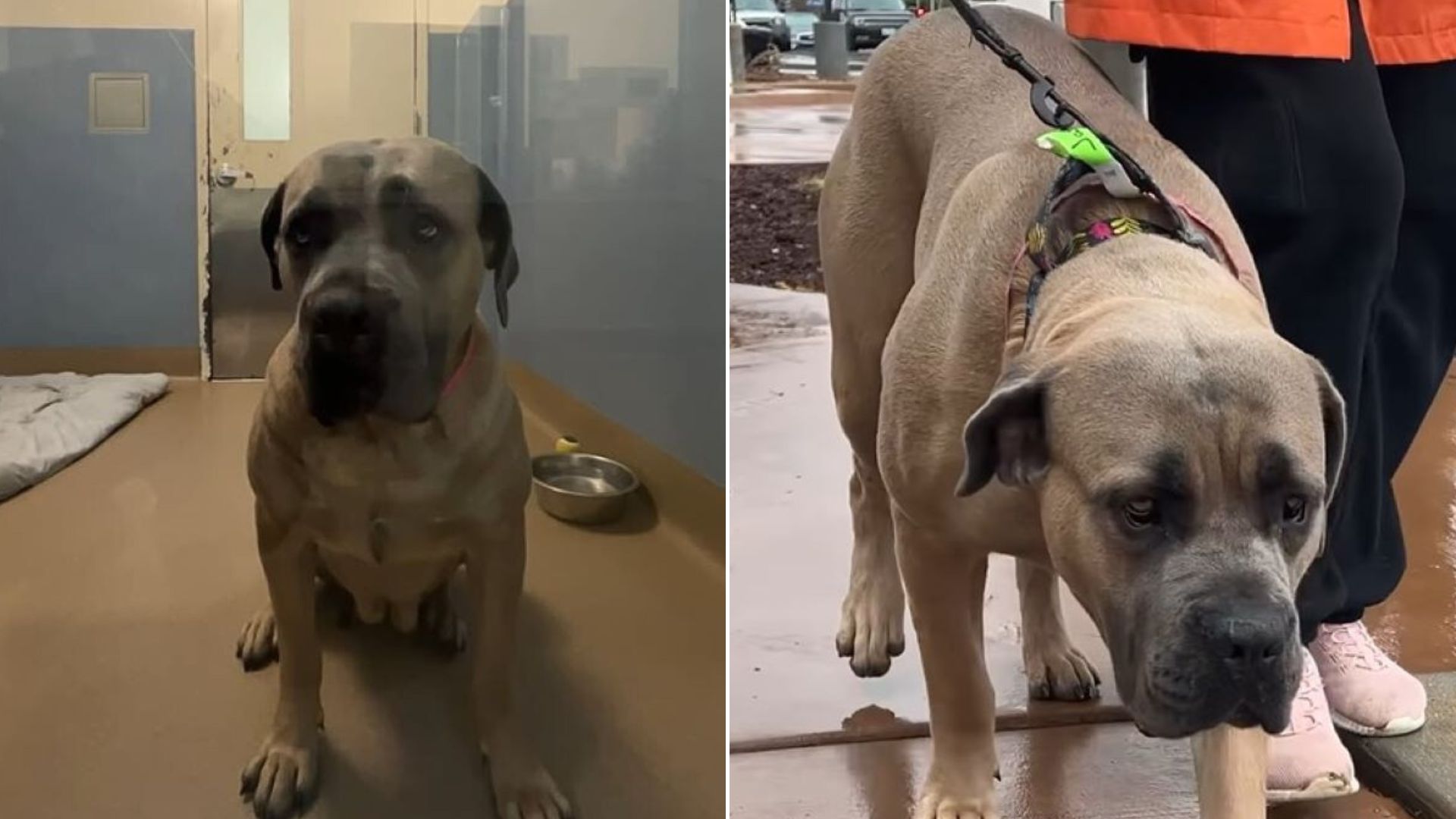 shelter dog