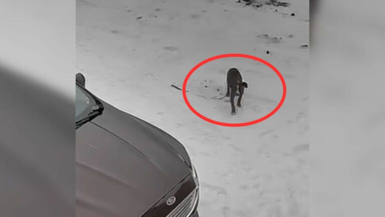 dog on snow