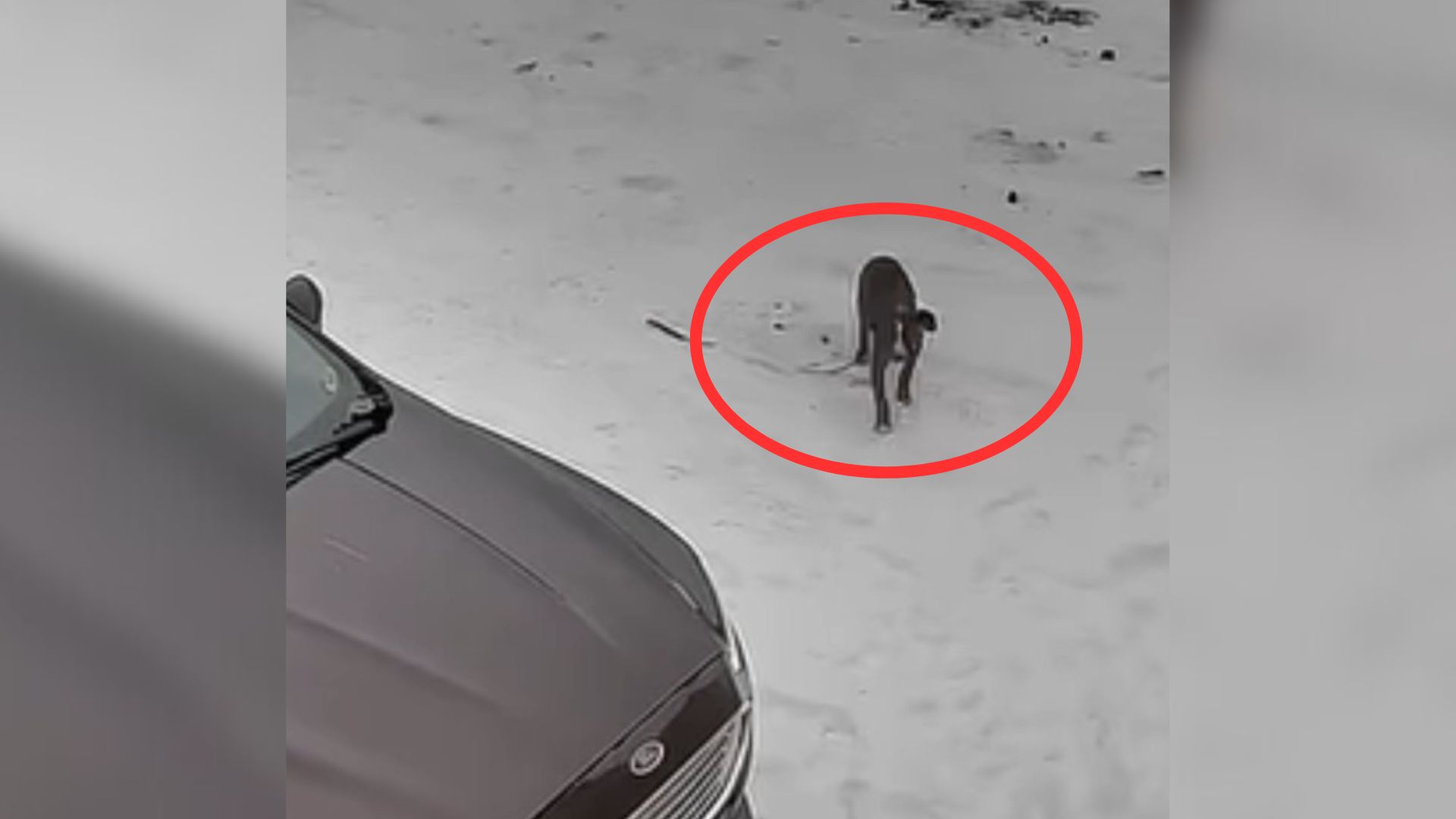 dog on snow