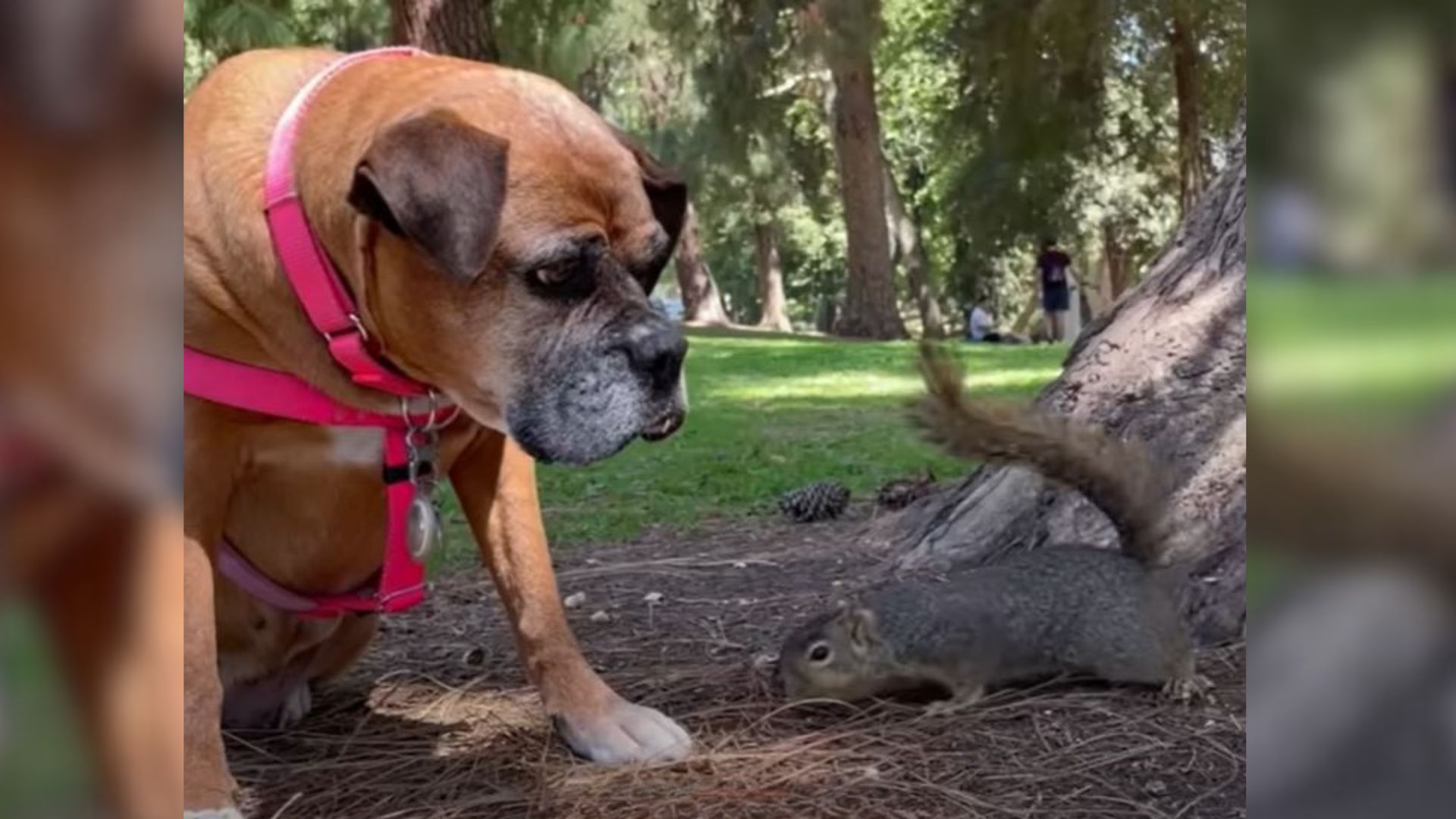 dog in park