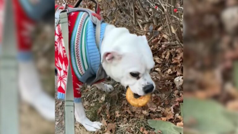 hungry dog
