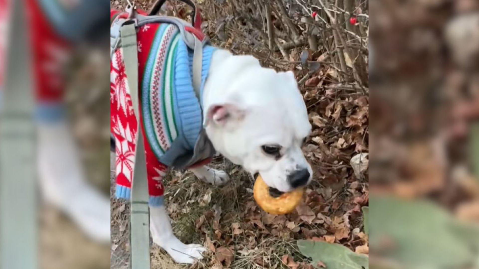 hungry dog