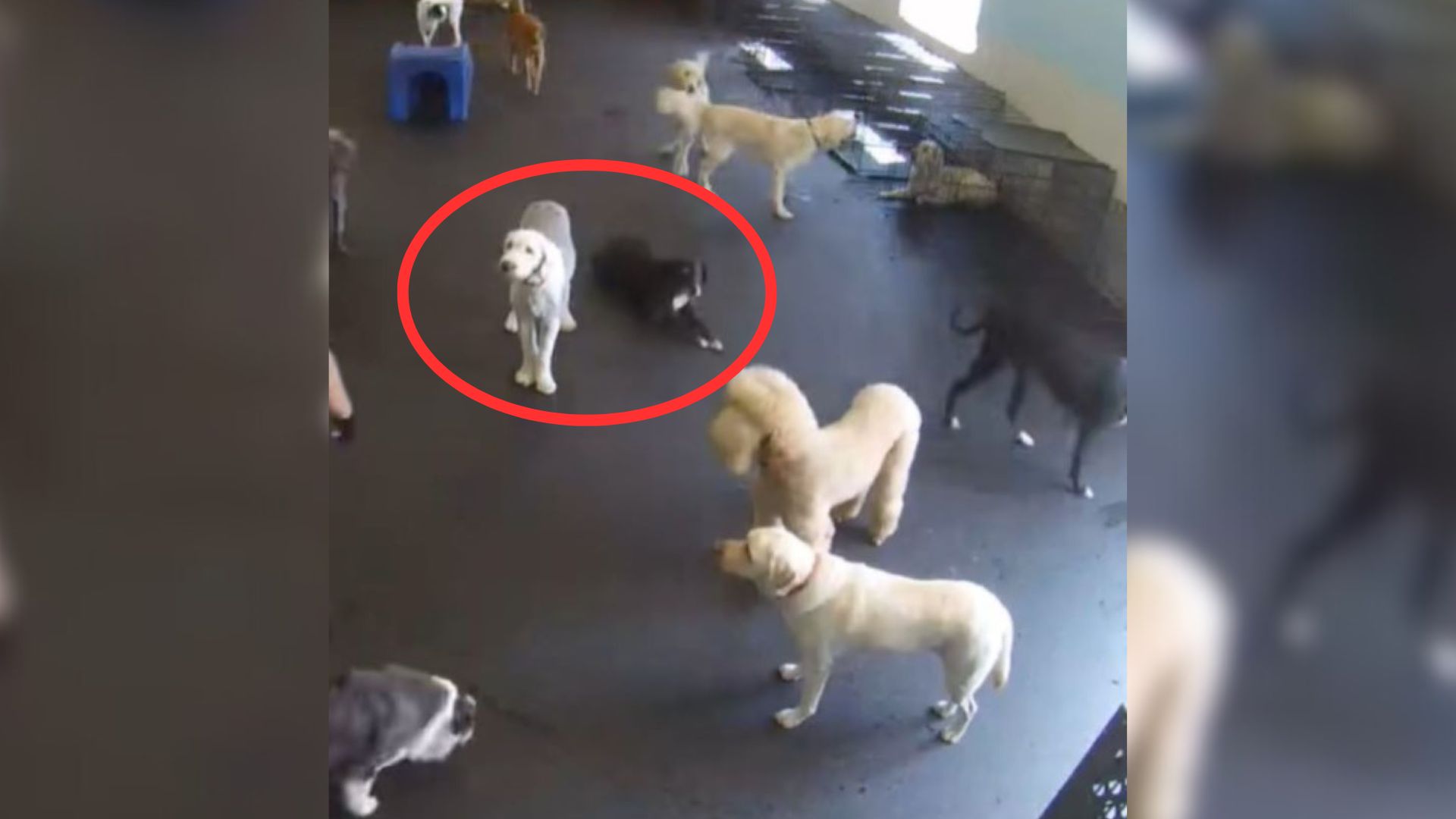 dogs in daycare