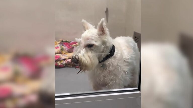 dog left at shelter
