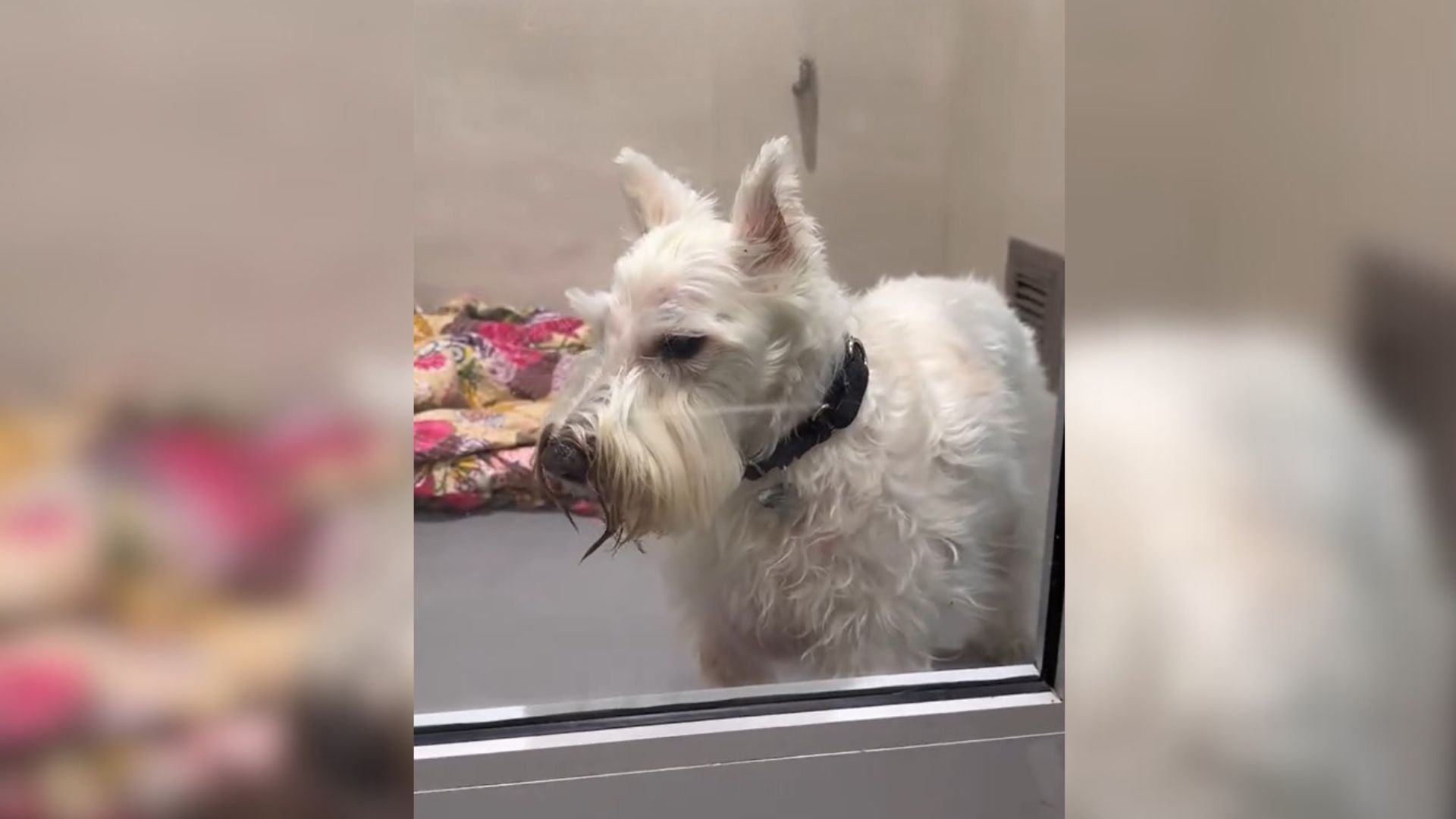 dog left at shelter