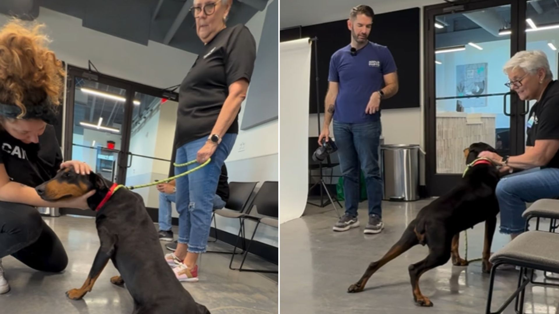 Rescuers Couldn’t Believe Their Eyes When They Saw What This Pup Did After Being Surrendered