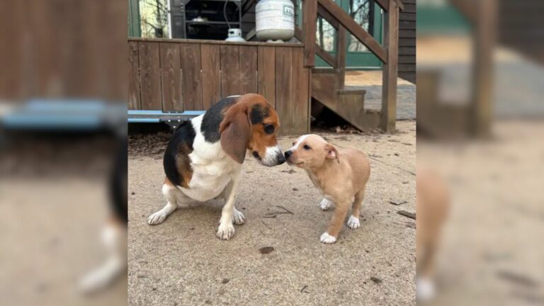 two cute dogs