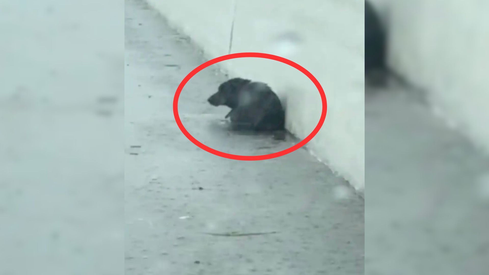 dog laying on sidewalk