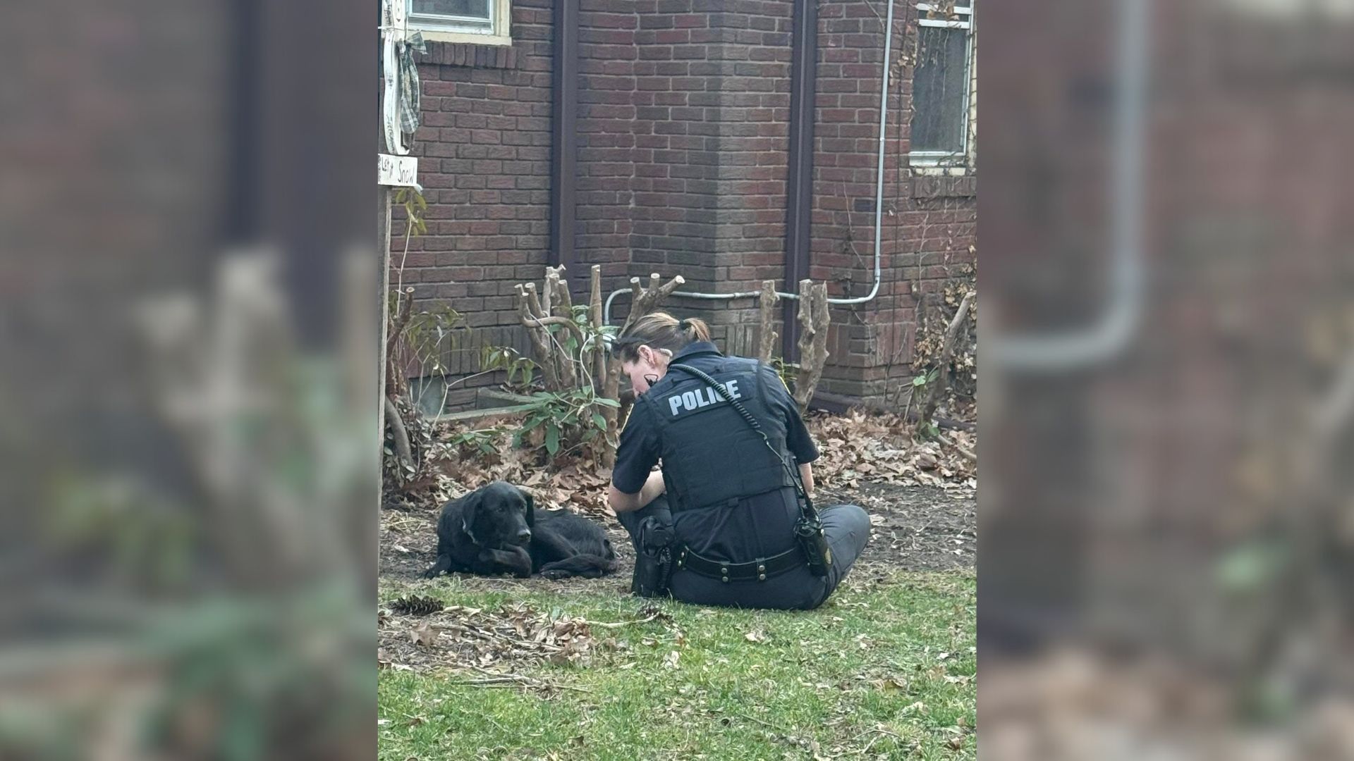 Scared Abandoned Dog Who Starved For Days Finds Hope After A Kind Person Steps In
