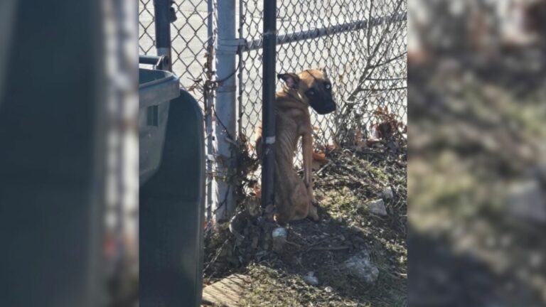 abandoned dog