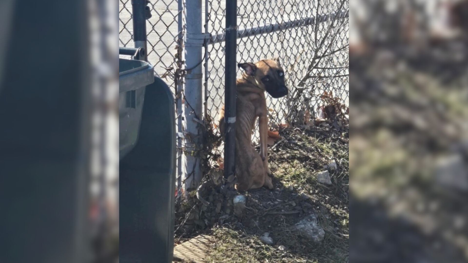 abandoned dog