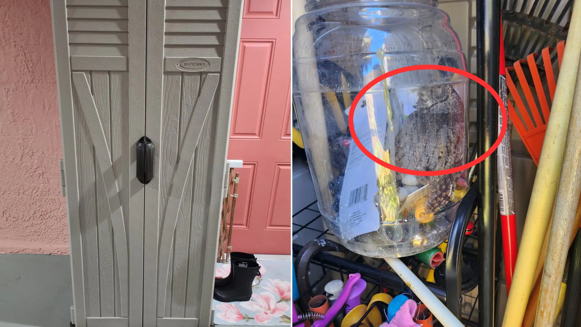 Florida Homeowner Opened Her Tool Shed Only To Realize There Was An Animal Stuck Inside