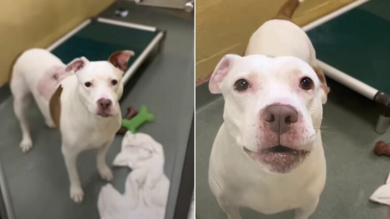 happy white dog