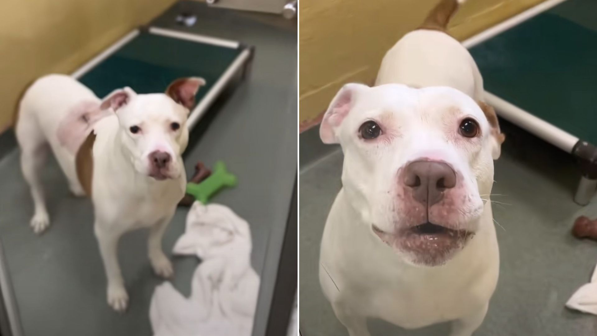 happy white dog